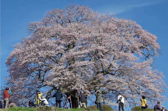01.里山の千年桜 醍醐桜