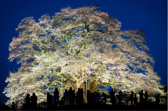 01.里山の千年桜 醍醐桜