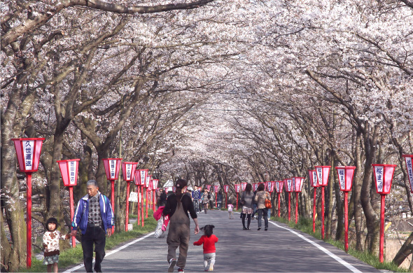 02.久世トンネル桜