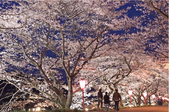 02.久世トンネル桜