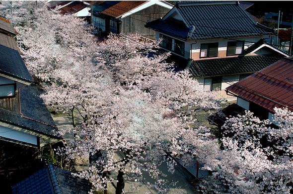 04.新庄村がいせん桜