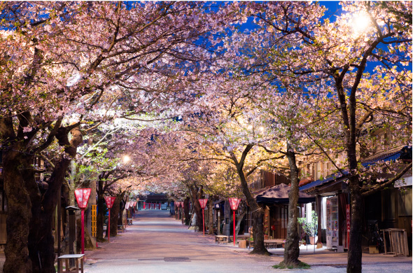 04.新庄村がいせん桜