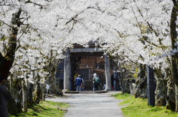 05.茅部神社の桜並木
