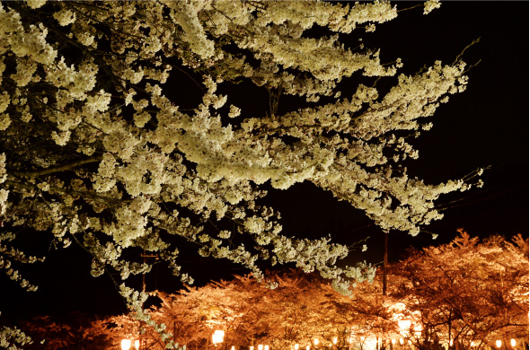 05.茅部神社の桜並木