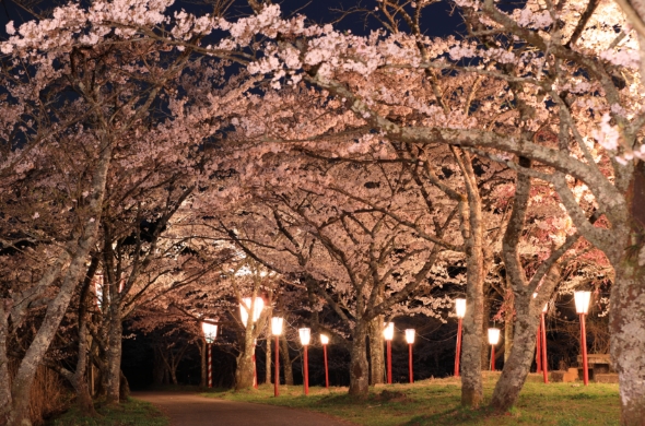 05.茅部神社の桜並木