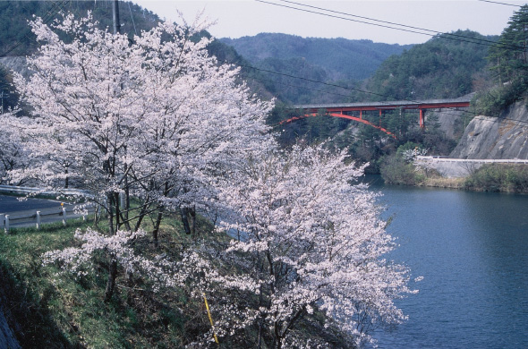 06.北房ダムの桜