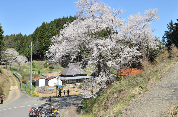 07.岩井畝の大桜