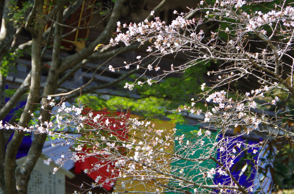 08.花の山寺普門寺の四季桜