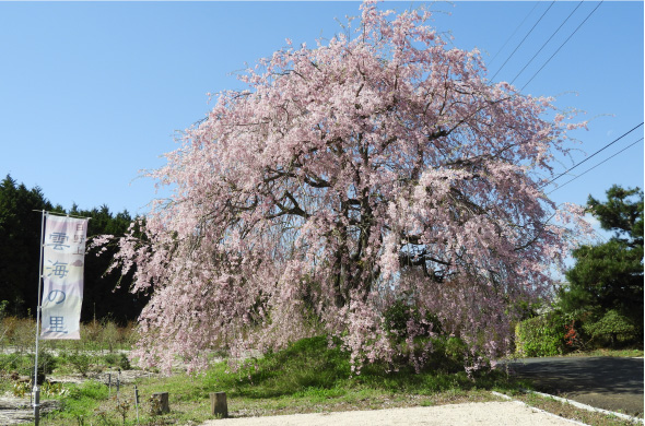 10.日野上しだれ桜