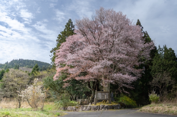 13.黒岩の山桜