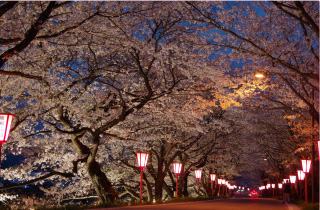 天領くせ桜まつり
