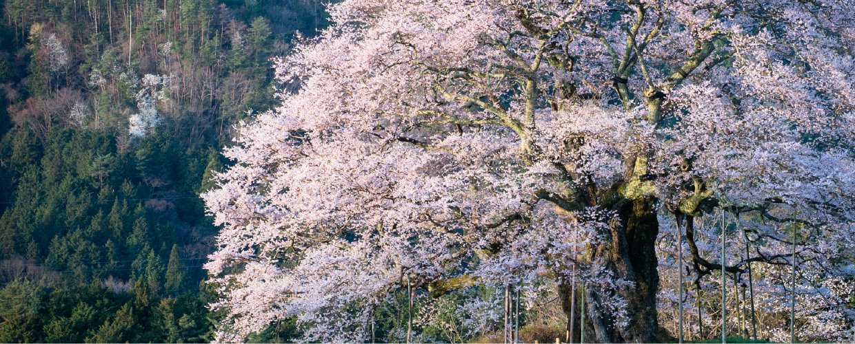 真庭・新庄　山さとの春 めぐり Discover Cherry Blossoms in the Japanese Countryside