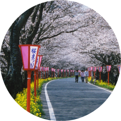 旭川サイクリング 桜のトンネルを駆け抜けてノスタルジックな町並みまで。