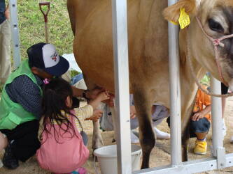 ジャージー牛の乳搾り体験