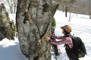 ブナ林スノーシューハイキング