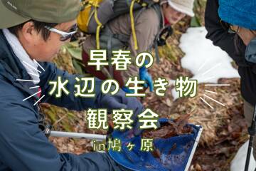 早春の水辺の生き物観察会 in 鳩ヶ原