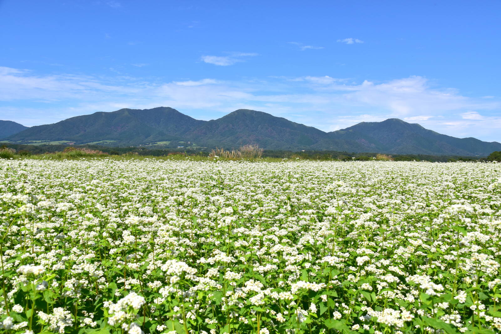 そばの花　開花状況