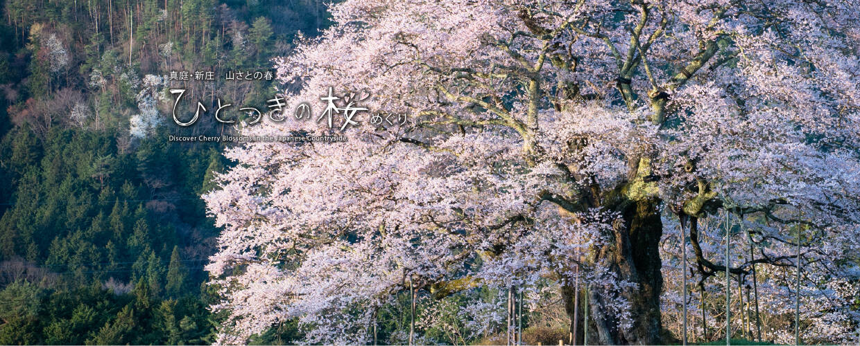 ひとつきの桜めぐり