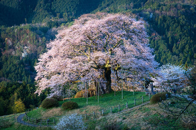 醍醐桜 北房 落合の観光スポット 真庭観光web