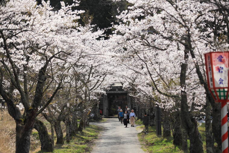 茅部神社の桜並木 蒜山の観光スポット 真庭観光web