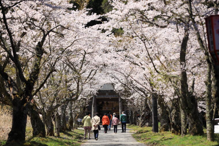 茅部神社の桜並木 蒜山の観光スポット 真庭観光web