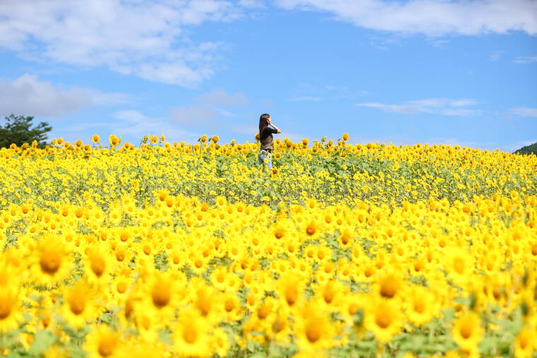 蒜山高原 ひまわり畑 蒜山の観光スポット 真庭観光web