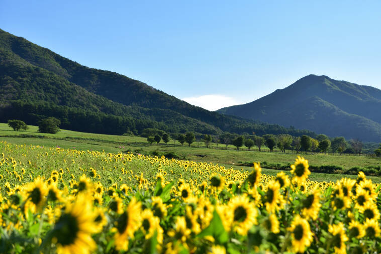 蒜山高原 ひまわり畑 蒜山の観光スポット 真庭観光web