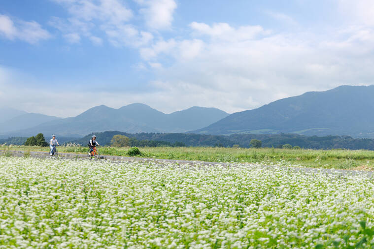 そばの花 蒜山の観光スポット 真庭観光web