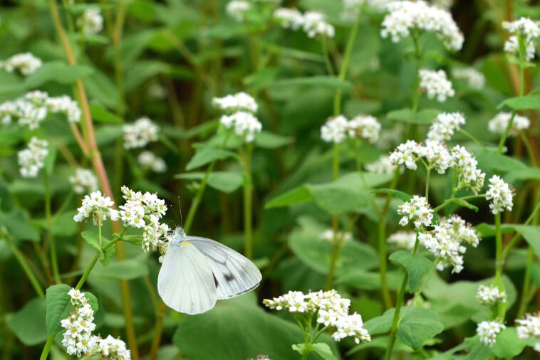 そばの花 蒜山の観光スポット 真庭観光web