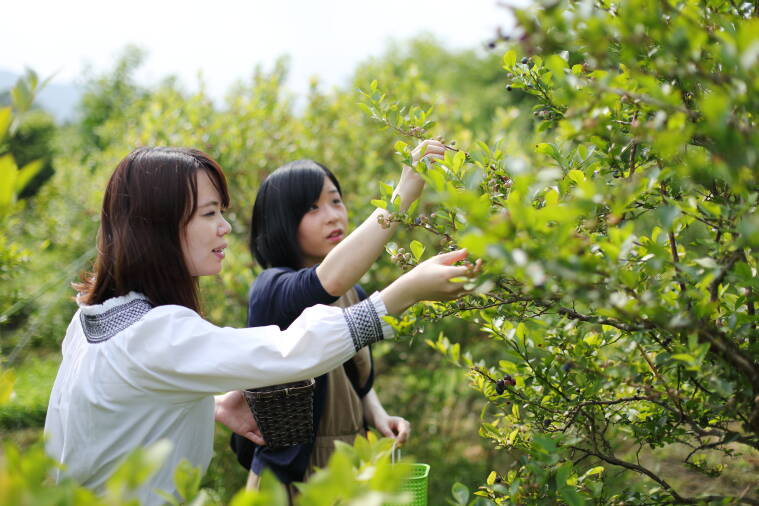 蒜山高原カルチベート観光ブルーベリー園 蒜山の体験 アクティビティ 真庭観光web