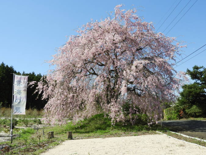 日野上のしだれ桜 北房 落合の観光スポット 真庭観光web