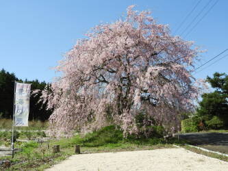日野上のしだれ桜