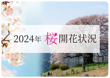 真庭　桜の開花状況2024〈公式〉