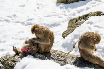 オオサンショウウオ（湯原温泉）・サル（神庭の滝）の生態系学習コース