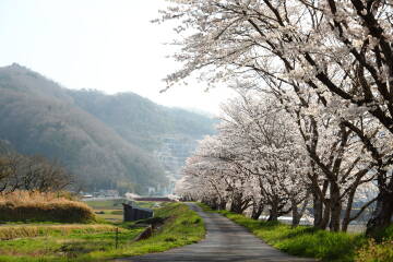 水田の桜