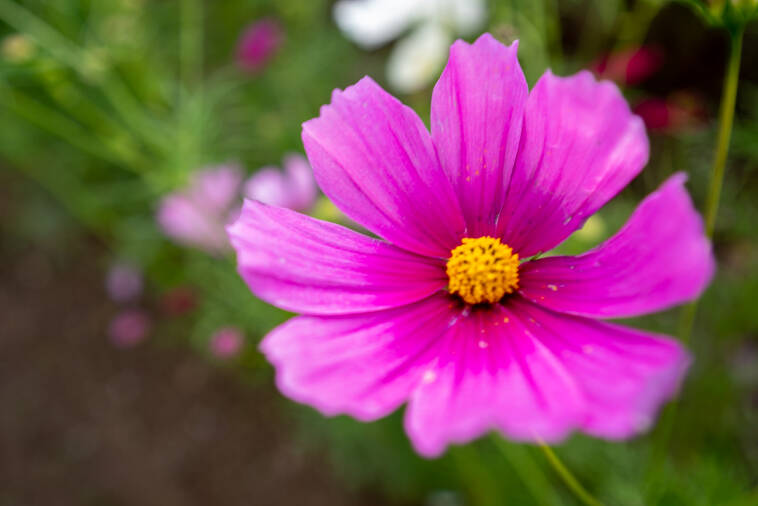 北房 コスモス広場のコスモス/開花状況
