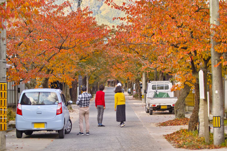 新庄村 がいせん桜通りの紅葉状況（ライブカメラ）
