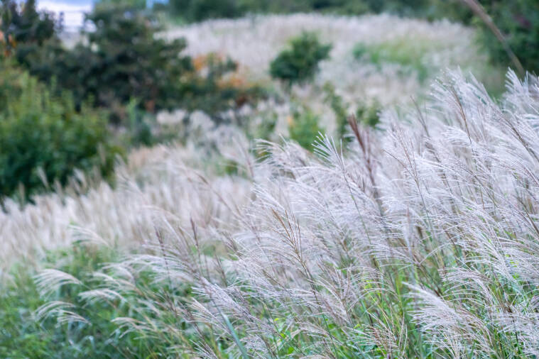 鬼女台展望休憩所 ススキの群生
