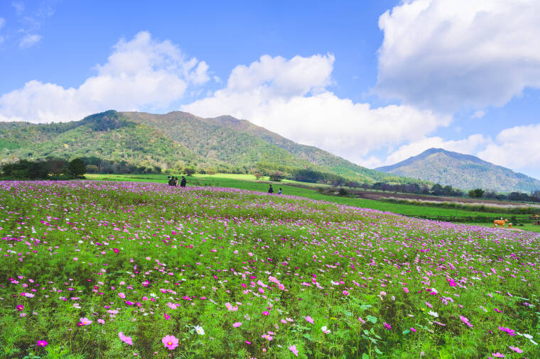 ひるぜんジャージーランドのコスモス開花状況