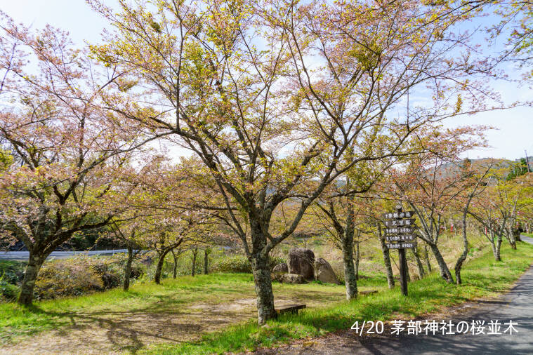 蒜山エリア 桜の開花状況