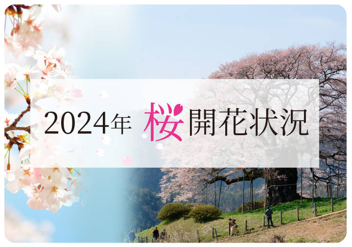 ★随時更新★　真庭 桜の開花状況2024〈公式〉