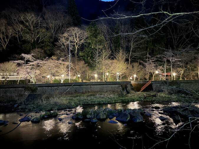 湯原温泉　桜ライトアップ・夜の散策もおススメします！