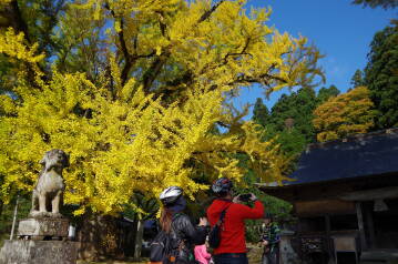 【E-bikeツアー】ひるぜん樹齢650年の黄葉散走